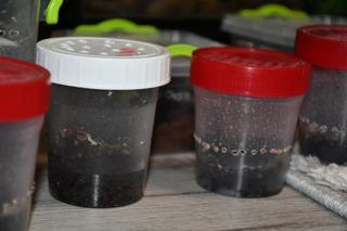 W bloku trzymał rzadkie gatunki pająków. Mieszkańcy wezwali policję