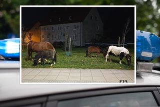 Stado koni na ruchliwej ulicy w mieście. Zwierzęta stanowiły spore zagrożenie 