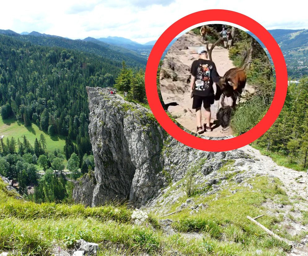Jeleń na Nosalu zagrodził przejście dziecku i domagał się jego plecaka. Wyczuł jedzenie [WIDEO]
