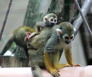 Cud narodzin w Warszawskim ZOO. Rozkoszne sajmirki podbijają wybieg