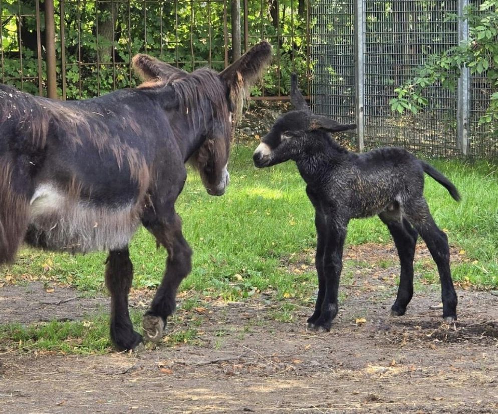 Nowy osiołek w Chorzowie. Poznajcie Dantego, uroczego malucha
