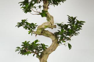 Bonsai Ficus Ginseng