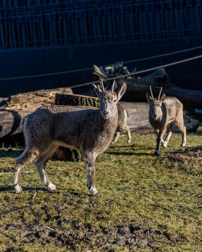 W łódzkim zoo zamieszkały koziorożce syberyjskie