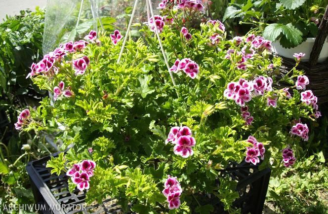 Pelargonie angielskie