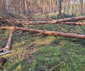 straty w Nadleśnictwie Kozienice2