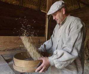 Kosy pójdą w ruch! W lubelskim skansenie w niedzielę będą żniwa