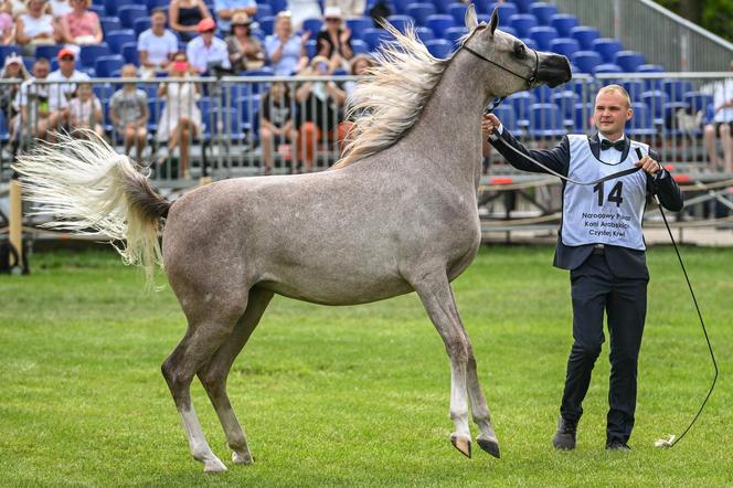 Prawie 640 tys. euro za konie na aukcji Pride of Poland