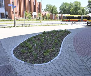 Mieszkańcy Warszawy oceniają efekty rozbetonowania stolicy. Przeżyliśmy upał na „zielonym skwerze”