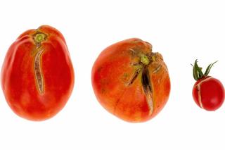 Pękanie pomidorów