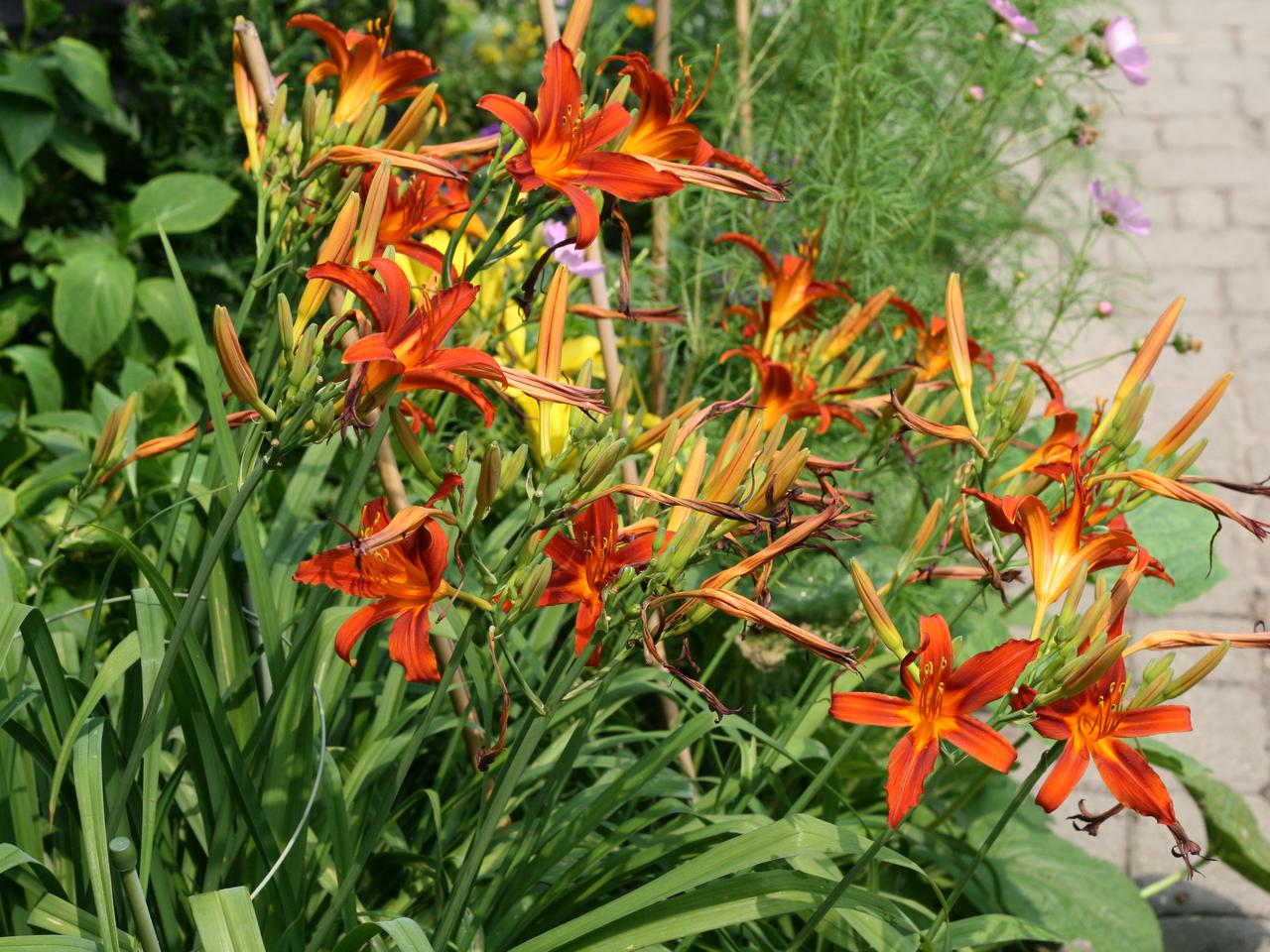 Liliowiec ogrodowy  - Hemerocallis hybrida