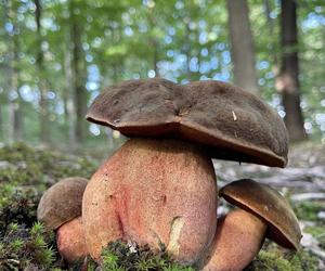 Wysyp grzybów w dolnośląskich lasach. Zobacz, jakie okazy się pojawiły 