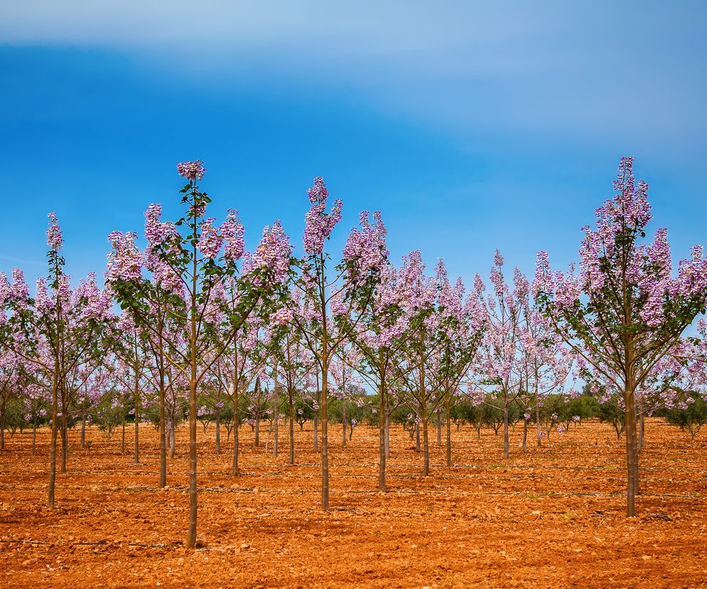 drzewo tlenowe paulownia