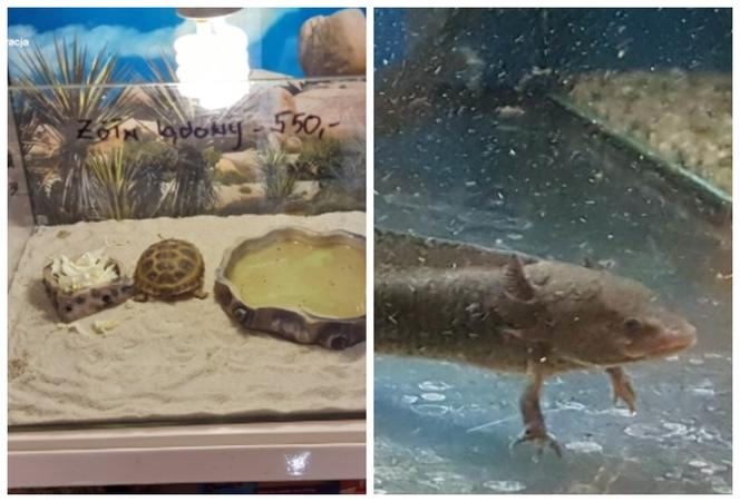 Zatrzymali żółwia stepowego, węża boa i dwie salamandry meksykańskie [FOTO]