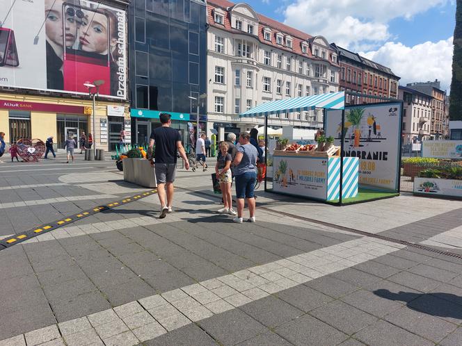 Miejska farma Galerii Katowickiej. Można się załapać na darmowe warzywa i owoce