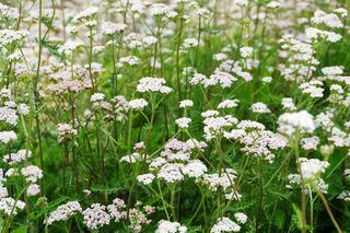 Krwawnik pospolity - Achillea millefolium