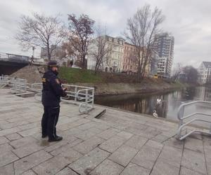 Zbłąkany łabędź wybrał się na spacer po jarmarku we Wrocławiu. „Szukał świątecznego nastroju”