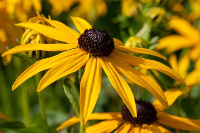 Rudbekia błyskotliwa