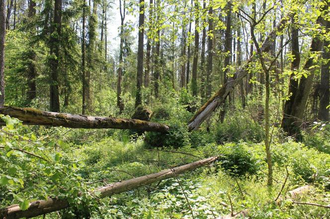 "Kładka wśród źródlisk w Krzemiance"