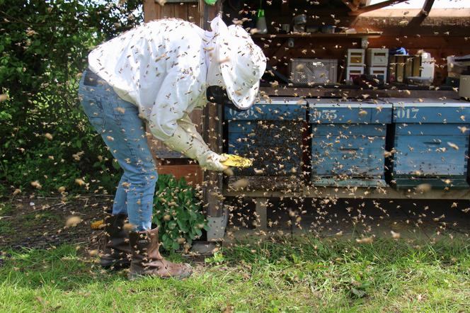 Bariery w dostępie pszczoły 