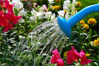 Pielęgnacja ogrodu na początku lata: podlewanie i odchwaszczanie