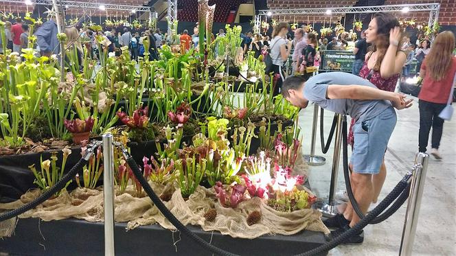 Krwiożercze rośliny opanowały katowicki Spodek! Trwa Festiwal Roślin Owadożernych [ZDJĘCIA, AUDIO]