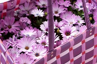 Stokrotka afrykańska - zdjęcia