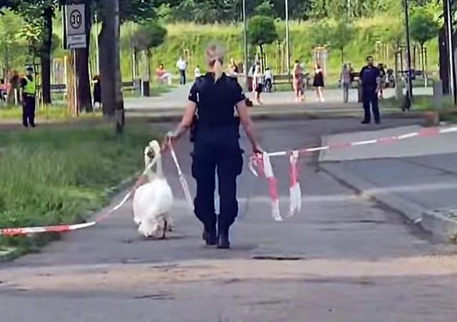 Policjanci z Piekar Śląskich pomogli łabędziej rodzinie