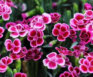 Goździk ogrodowy (Dianthus caryophyllus)