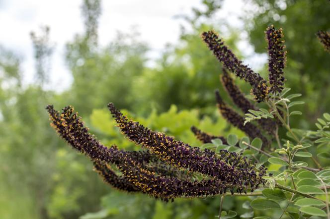 Amorfa krzewiasta (Amorpha fruticosa)