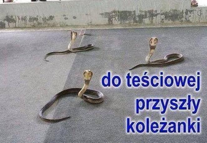 Dzień Teściowej 2021: MEMY. Najlepsze, śmieszne żarty i obrazki o teściowych [ZDJĘCIA]