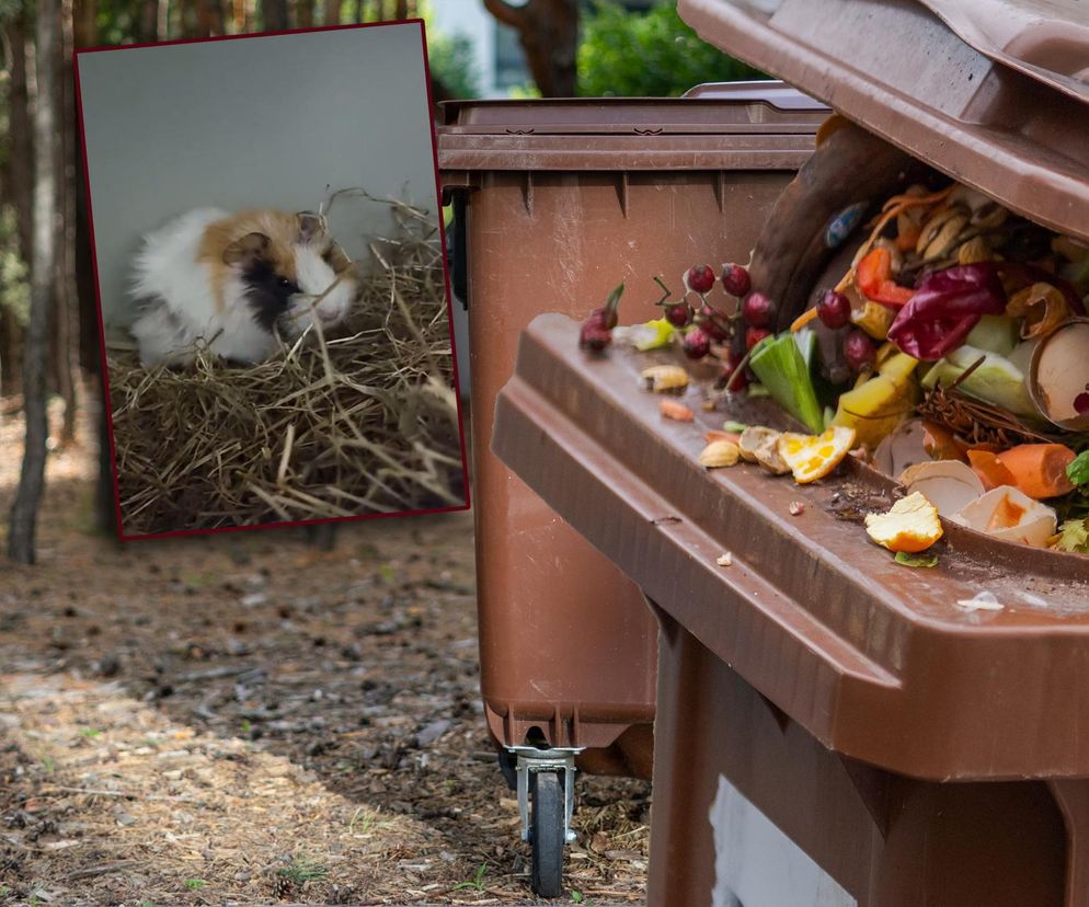 Ktoś wyrzucił świnkę morską do kosza na bioodpady! Przerażone zwierzę cudem przeżyło