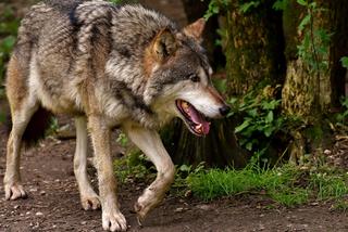 To wilk zaatakował dzieci w Bieszczadach! Są wyniki badań naukowców z Uniwersytetu Warszawskiego