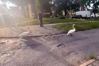 Policjanci z Piekar Śląskich pomogli łabędziej rodzinie