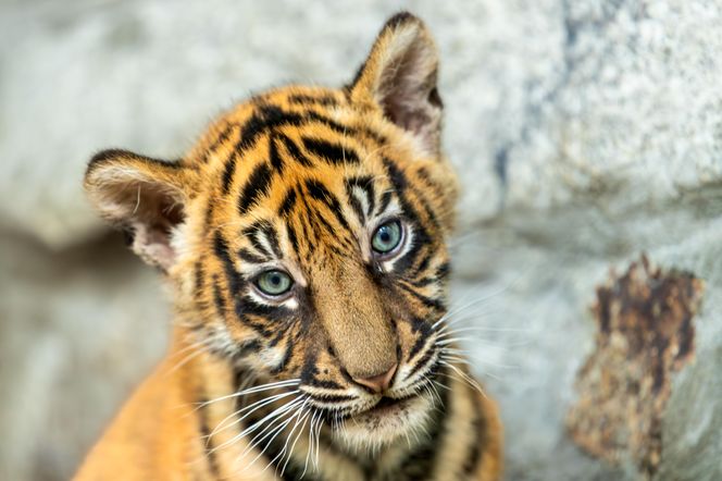 Cztery tygrysy sumatrzańskie z wrocławskiego zoo otrzymały imiona