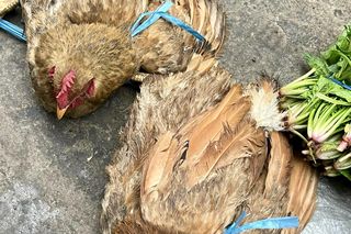 700 martwych kur w lesie, chorowały na ptasią grypę. „Powiadomiona policja i prokuratura”