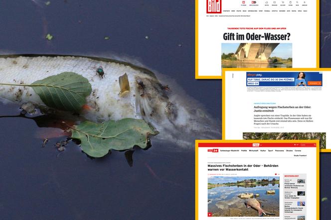 Śnięte ryby w Odrze. Niemcy są zaniepokojeni skażeniem wody