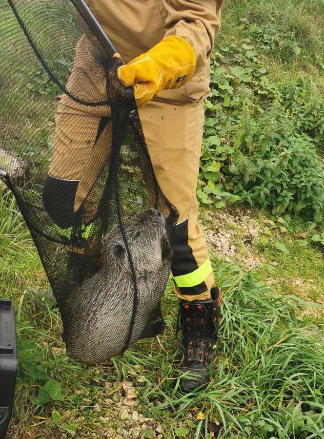 Nutrie w Rybniku są już odławiane