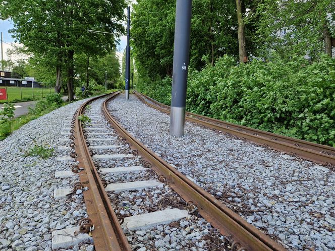 Torowisko tramwajowe na Babiej Wsi w Bydgoszczy zarośnięte chwastami. Tramwaje zniknęły stąd lata temu