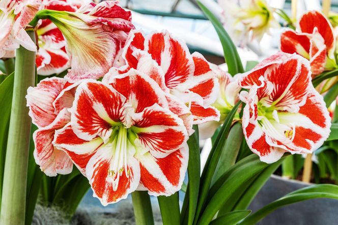 Hippeastrum