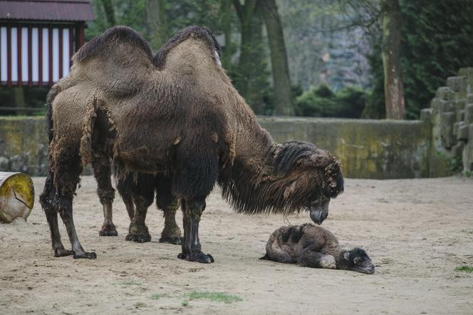 W łódzkim zoo urodził się wielbłąd