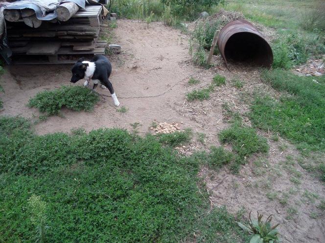 1 proc. podatku dla podopiecznych. Wspomóż Towarzystwo Opieki nad Zwierzętami