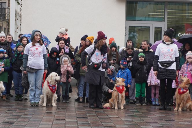 Golden Retriever WOŚP w Poznaniu