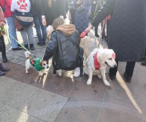 33. Finał WOŚP z grupą krakowskich Golden Retrieverów