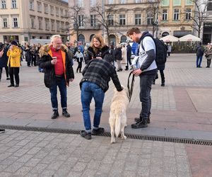 33. Finał WOŚP z grupą krakowskich Golden Retrieverów