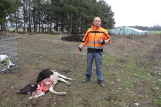Niemieckie wilki pożerają moje jałówki