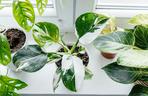 Philodendron 'White Princess'