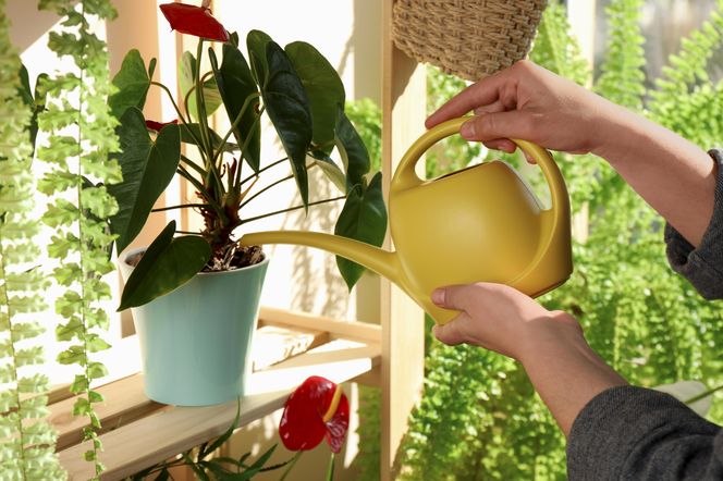 Jedna łyżka z kuchennej szafki, a anturium zakwitło jak szalone. Zadziałało na roślinę niczym odżywcza bomba. Odżywka do anturium