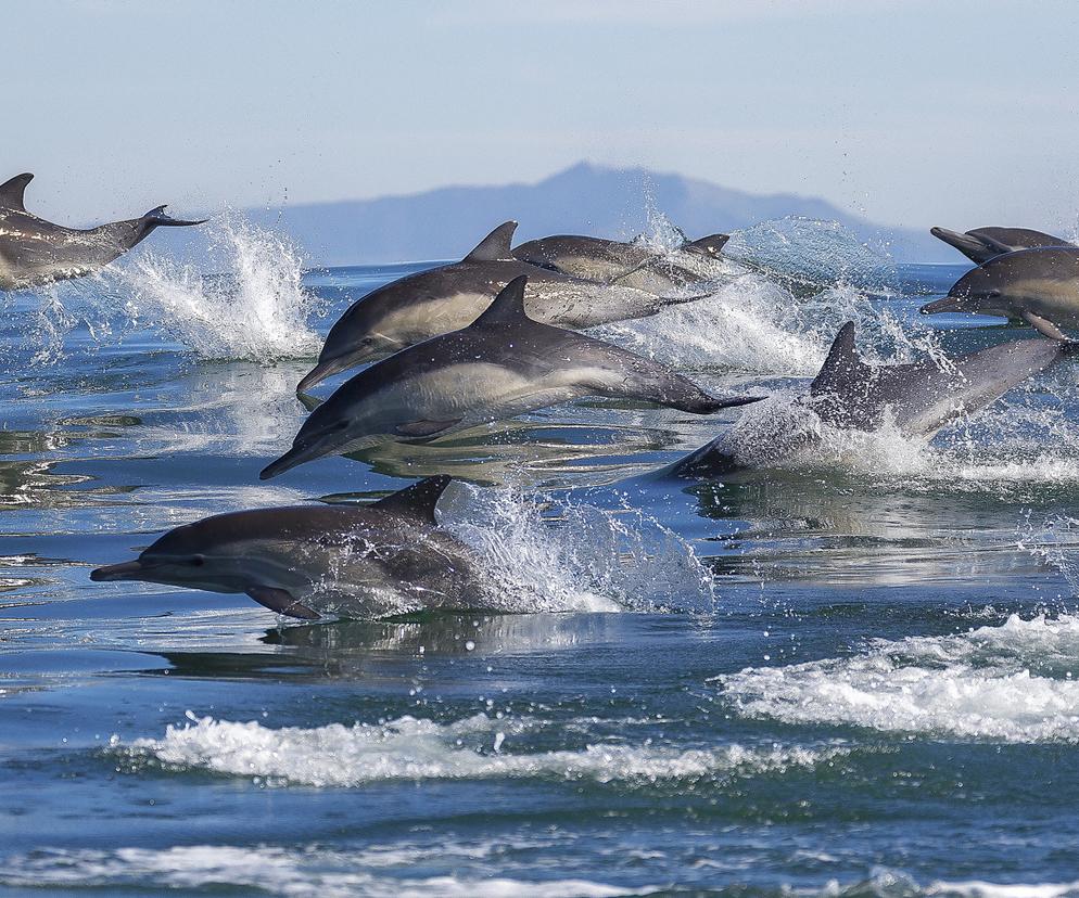 Wojskowe delfiny