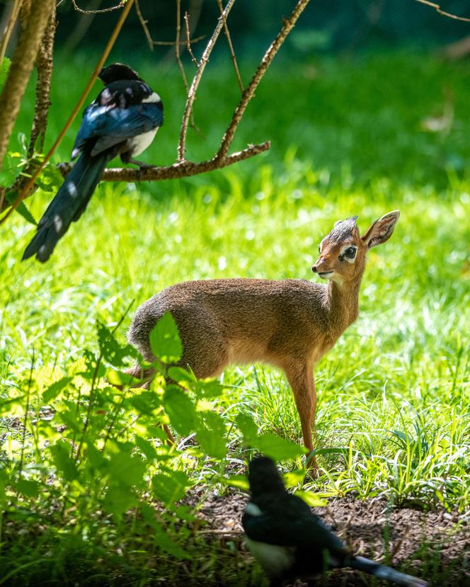 W Orientarium Zoo Łódź urodził się dikdik