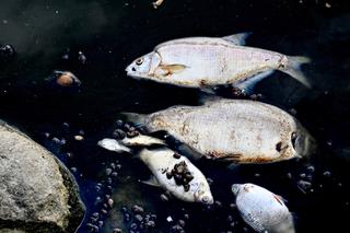 Śnięte ryby w jeziorze w Środzie Wlkp. i rzece Wełna w Rogoźnie. Zamknięto miejskie kąpielisko